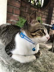 Handsome Mickey loafing (side)