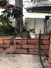 Mickey chilling at my car porch guarding