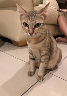 Hookah - Domestic Short Hair Cat