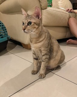 Hookah - Domestic Short Hair Cat