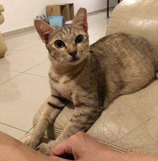 Hookah - Domestic Short Hair Cat