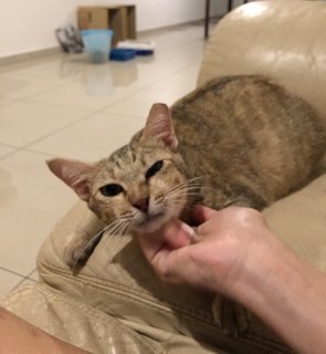 Hookah - Domestic Short Hair Cat