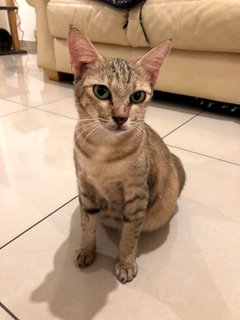 Hookah - Domestic Short Hair Cat