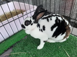 Si Belang (Ipoh, Perak) - Rex Rabbit