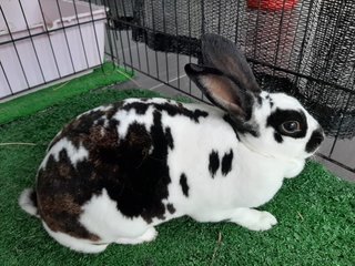 Si Belang (Ipoh, Perak) - Rex Rabbit