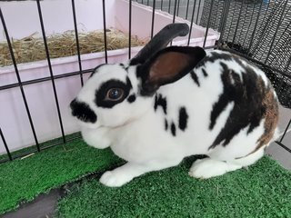 Si Belang (Ipoh, Perak) - Rex Rabbit