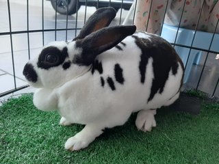 Si Belang (Ipoh, Perak) - Rex Rabbit