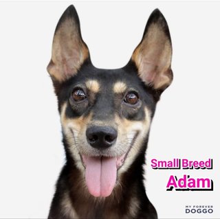 Adam (Small Sized Dog) - Australian Kelpie Mix Dog