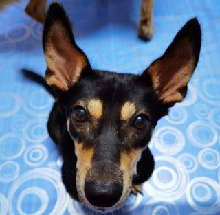 Adam (Small Sized Dog) - Australian Kelpie Mix Dog