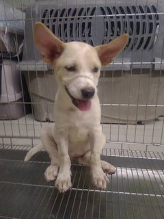 Little Chloe  (K) - Mixed Breed Dog