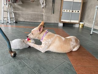 Little Chloe  (K) - Mixed Breed Dog