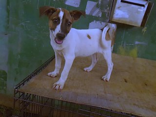 Min Min - Jack Russell Terrier Mix Dog