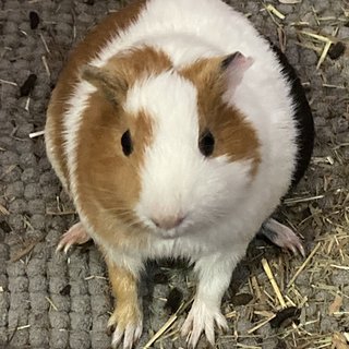 Guinea Pig - Guinea Pig Small & Furry