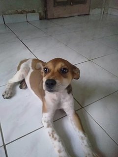 Cherry - Mixed Breed Dog