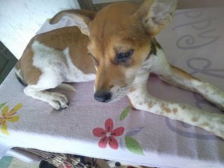 Cherry - Mixed Breed Dog