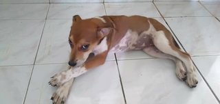 Cherry - Mixed Breed Dog