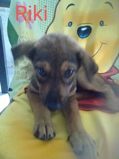 Candy Boo - Mixed Breed Dog