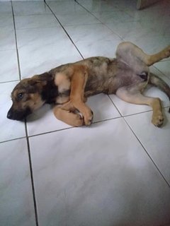 Candy Boo - Mixed Breed Dog