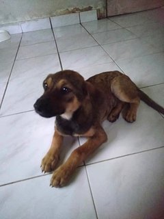 Candy Boo - Mixed Breed Dog