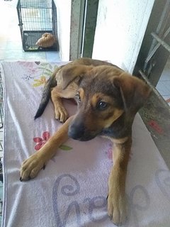 Candy Boo - Mixed Breed Dog