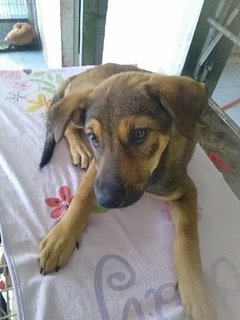 Candy Boo - Mixed Breed Dog