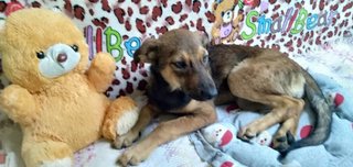 Candy Boo - Mixed Breed Dog
