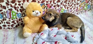 Candy Boo - Mixed Breed Dog