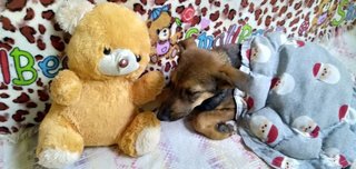 Candy Boo - Mixed Breed Dog