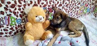 Candy Boo - Mixed Breed Dog