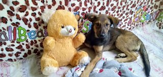 Candy Boo - Mixed Breed Dog