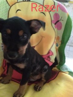 Donald - Mixed Breed Dog