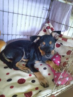 Donald - Mixed Breed Dog