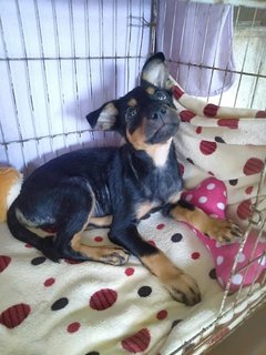 Donald - Mixed Breed Dog