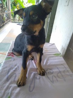 Donald - Mixed Breed Dog