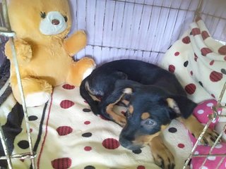 Donald - Mixed Breed Dog