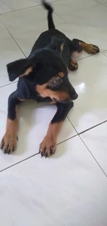 Donald - Mixed Breed Dog