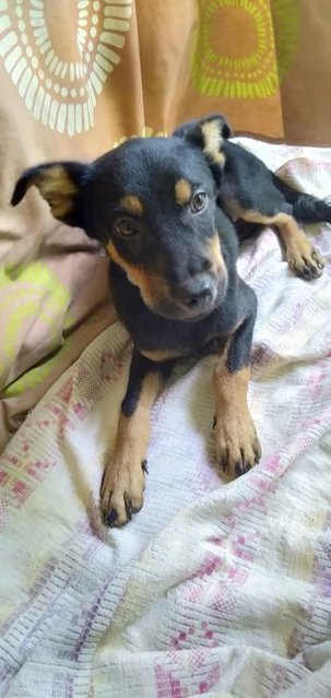 Donald - Mixed Breed Dog