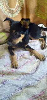 Donald - Mixed Breed Dog