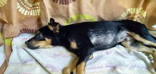 Donald - Mixed Breed Dog