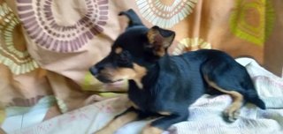 Donald - Mixed Breed Dog