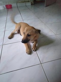 Dex - Mixed Breed Dog