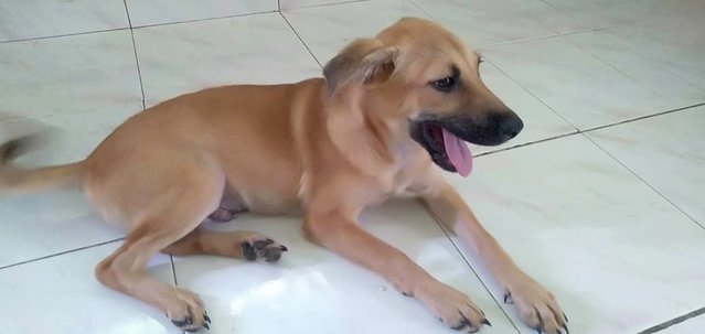 Dex - Mixed Breed Dog