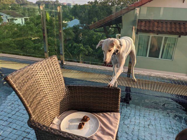 Casper - Whippet + Saluki Dog