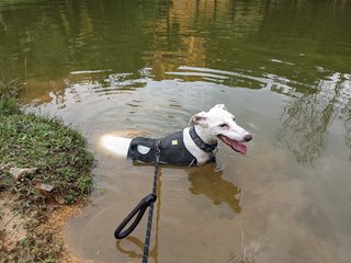 Casper - Whippet + Saluki Dog