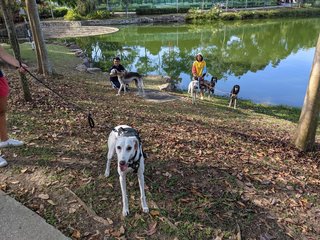 Casper - Whippet + Saluki Dog