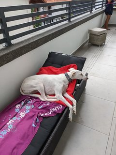 Casper - Whippet + Saluki Dog