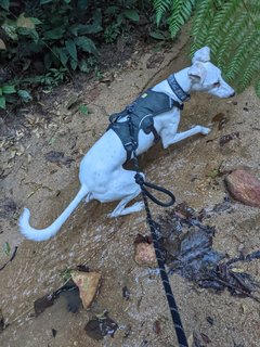 Casper - Whippet + Saluki Dog