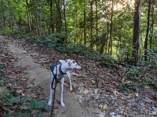 Casper - Whippet + Saluki Dog