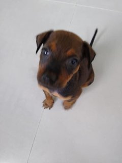 Bambino - Mixed Breed Dog