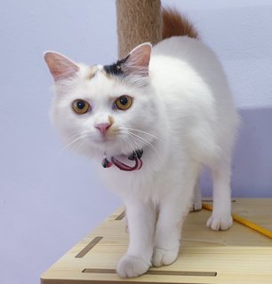 Sonia - Domestic Medium Hair Cat